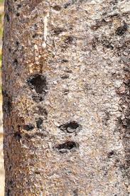 Image result for Commiphora viminea