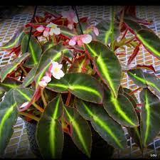 Pin On Horticulture Begonias