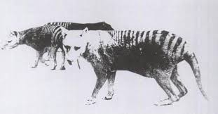 Tasmanian Tiger Facts Thylacine Tasmanian Tiger Extinct Animals