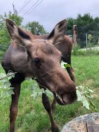German shepherd puppies for sale in presque isle maine ile ilgili kitap bulunamadı. The Moose That Melted Our Hearts When She Befriended A German Shepherd Has Died The County