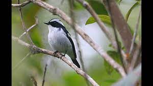 Bunga kantil atau kembang kantil. Little Pied Flycatcher A Bird Video By Jasoprakas Debdas