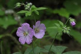 Garden plot plan, perennial plant list, and garden ideas from the old the key to a perennial flower garden is careful selection of plants, so we've given careful lady's mantle (perennial): Spring Wildflowers Of Central Michigan Part Ii Chippewa Watershed Conservancy