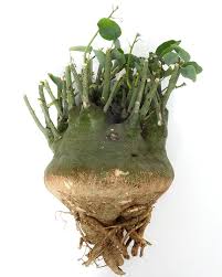 Image result for Adenia