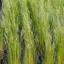 Image result for Festuca