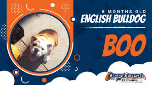 Our pups sold on limited will not be available for breeding and pups sold with full will come at an additional price. 5 Month Old English Bulldog Boo English Bulldog Trainers In Dc Va And Md Youtube