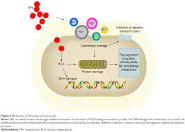Bacteria a very short introduction. Pdf Free Download Advances In Bacterial Electron Transport Systems And Their Regulation Book Book X Reader