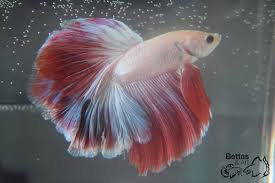 Pin By Betta Just Splendid Llc On Betta Splendid Betta Pretty Fish Betta Fish