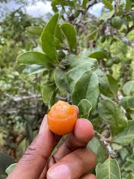 Image result for Saba comorensis