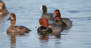 Image result for Amphiasma redheadii