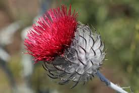 Image result for Cirsium