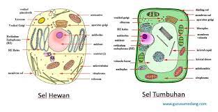 We did not find results for: Perbedaan Sel Hewan Dan Tumbuhan Guru Sumedang