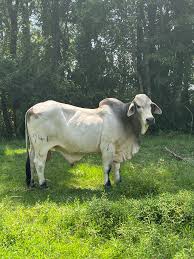 Howze & Sons Farms LLC