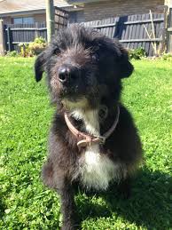 Selezione e allevamento australian kelpie riconosciuto enci Pin By John Grant On Pawshake Australia Dogs Irish Wolfhound Wolfhound Dogs