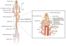 The anatomy of arteries can be separated into gross anatomy, at the macroscopic level, and microanatomy, which must be studied with a microscope.the arterial system of the human body is divided into systemic arteries, carrying blood from the heart to the whole body, and pulmonary arteries, carrying deoxygenated blood from the heart to the lungs. 5 Anatomy Of Spinal Arterial Supply And Zoom Around Thoracic Region Download Scientific Diagram
