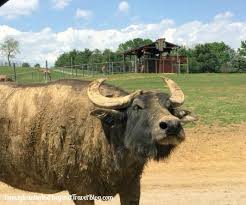 What is zoo in va? Pennsylvania Beyond Travel Blog Virginia Safari Park Zoo In Natural Bridge
