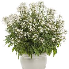 Image result for Cleome bororensis