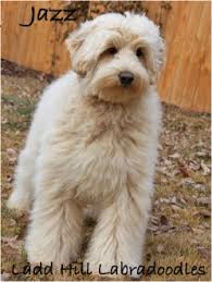 Lancaster puppies has your labradoodle puppy. Doodle Facts