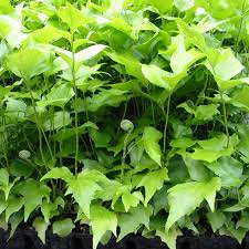 These japanese maples can all grow in full sun or part shade, but we do recommend some shade for most of these varieties when grown in southern and other warm climates. Japanese Holly Fern Care Idioticfashion