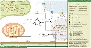 C3 C4 And Cam Plants Comparison Chart Biology Dictionary