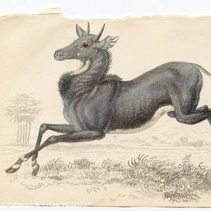 Indian Antelope - Etsy