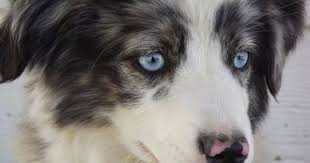 Australian Shepherd Lab Mix Black And White Close Up Head Shot A Blue Eyed White With Black And Brown Miniature Austra Miniature Australian Shepherd Australian Shepherd Puppies Australian Shepherd Dogs