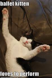 Pin On Funny Kitties