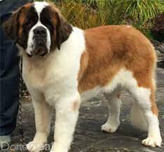 St Bernard Puppies From Top Irish Show Kennel For Sale In Tipperary On Donedeal St Bernard Puppy St Bernard Dogs St Bernard