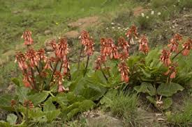 Image result for Erythrina zeyheri