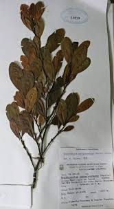 Image result for Erythroxylum emarginatum