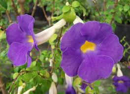 Image result for Thunbergia erecta