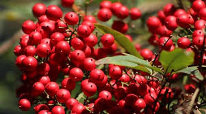 We did not find results for: Nandina Heavenly Bamboo Shrub Care And Plant Growing Guide