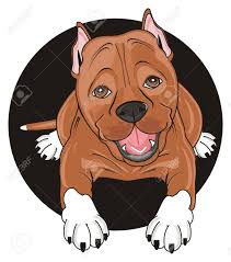 Coat colors include brindle, brown, black and white and tan. Brown Pitbull Lying On The Black Banner Stock Photo Picture And Royalty Free Image Image 87333054