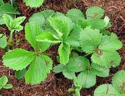 Strawberry plants are grown by planting 3 strawberry seeds in an allotment patch, requiring level 31 farming. How To Grow Strawberries