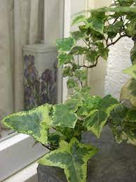 English ivy houseplant helps reduce mold. Ivy Houseplant Find About Poison Ivy Plant English Ivy Plant Russian Irish Ivy And Learn To Take Care Of Poison Ivy Plan Ivy Houseplant Ivy Plants Plants