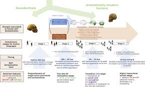Humans today developed through many stages of evolution from primates that are now extinct. A Four Stage Model For Language Evolution Under The Effects Of Human Self Domestication Sciencedirect