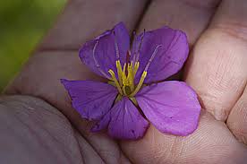 Image result for Heterotis rotundifolia