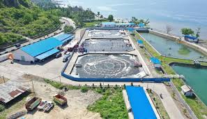 Budidaya Udang Berkelanjutan Sistem Intensif Dikembangkan Di Sulsel Kabarnusa Com