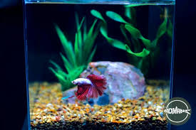 Cycling Tank?? : R/Bettafish
