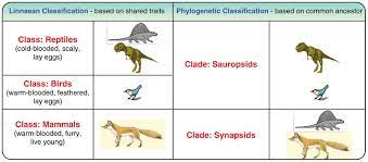 Phylogenetic Classification Ck 12 Foundation