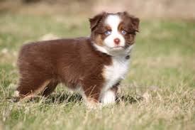 We have been breeding toy mini australian shepherds for 20+ years. 4c Toy Aussies Home