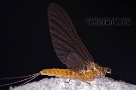 Female Ephemerella Subvaria Hendrickson Mayfly Dun From