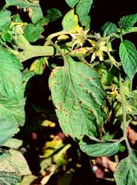 Image result for tomato seedling pseudomonas syringae pv tomato symptoms