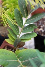 Image result for Phyllanthus beillei
