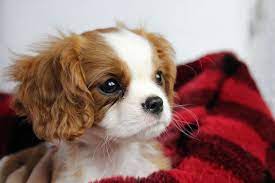 Cavalier King Charles Spaniel Puppies For Sale Massachusetts King Charles Cavalier Spaniel Puppy Cavalier King Charles Dog King Charles Dog