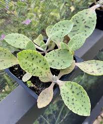 Image result for Kalanchoe gastonis-bonnieri