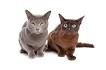 European Burmese Cat Breed - Purina®