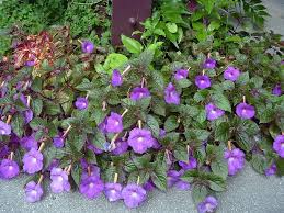 Use smaller pots, since cineraria plants bloom better when root bound in them, compared to larger. Shade Ground Cover For South Florida Achimenes Or Indian Violet Shade Flowers Flowers That Like Shade Amazing Flowers