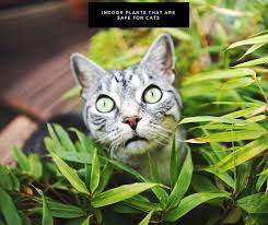 Indoor Plants That Are Safe For Cats Cats Poster Instagram
