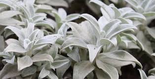 Image result for Helichrysum lastii