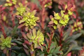 Image result for Euphorbia ugandensis